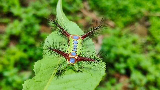 A colorful Stinging Nettle Slug Caterpillar (insect green tea lave) on the green tea leaf in the tea garden in lao.