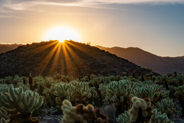 Scenic view of sunset at Cholla Cactus Garden, Joshua Tree National Park, California, USA...
