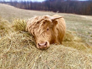 Highland cattle posing