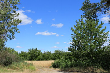 Obraz premium A grassy field with trees and blue sky