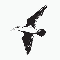 black and white bird