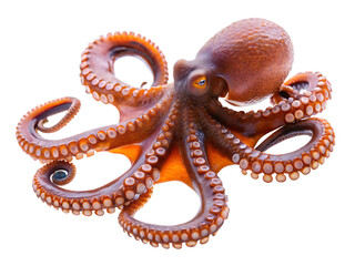 Orange octopus tentacles suction cups isolated on a transparent background
