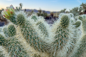 Close-up of a blooming cholla cactus with sharp white spines and a green-yellow flower at Cholla...