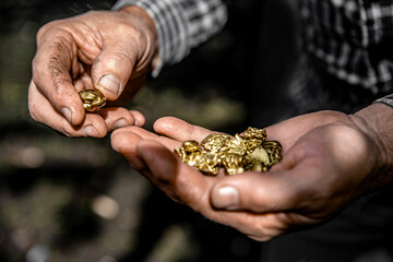 Elderly man's hands holding pieces of gold nuggets. Gold sand panning from placer deposit