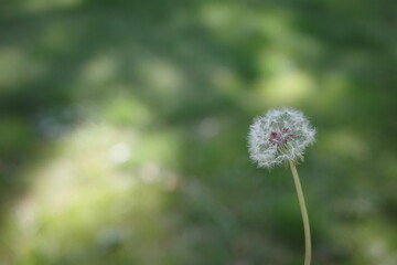 Close-up of a dandelion seed head in daylight, isolated against a soft green background. Evokes simplicity, dreams, and fleeting moments in nature.