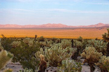 Scenic view at Cholla Cactus Garden, Joshua Tree National Park, California, USA at sunset against...
