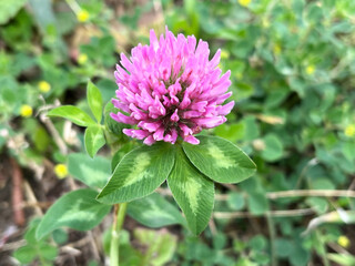Close-up shot of a blooming red clover flower in a field	
