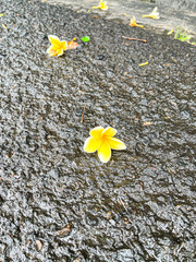 Vibrant yellow plumeria flowers, fallen on a wet, textured asphalt road, beautifully capturing...