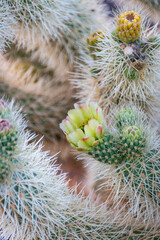 Close-up of a blooming cholla cactus with sharp white spines and a green-yellow flower at Cholla Cactus Garden, Joshua Tree National Park, California, USA