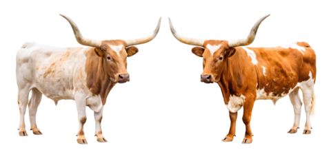 Texas Longhorn Cattle Facing Each Other isolated on a transparent background