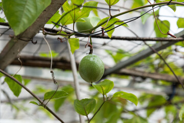 Close-up of a single passion fruit growing