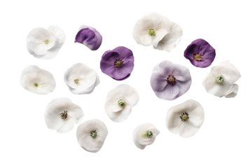 A scattered arrangement of Ranunculus petals in shades of white and purple transparent background