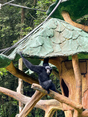 A fascinating primate gazes thoughtfully, showcasing its intelligence and intricate features....