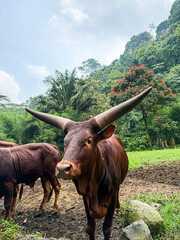 Ankole-Watusi bull stares intently, showcasing its famously large horns. A striking close-up...