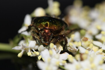 golden beetles feeding on flower pollen Cetonia aurata golden scarab beetle
