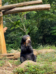 A sun bear showcasing its characteristic golden-yellow chest patch. The bear is eating, surrounded...