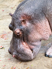 Intimate close-up portrait of a hippopotamus (Hippopotamus amphibius) head, detailing its rugged...