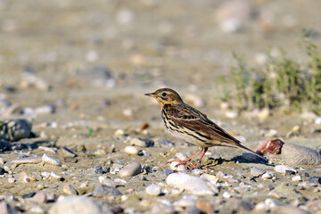 Rotkehlpieper // Red-throated pipit (Anthus cervinus) 