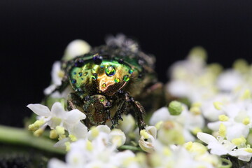 golden beetles feeding on flower pollen Cetonia aurata golden scarab beetle