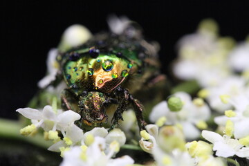 golden beetles feeding on flower pollen Cetonia aurata golden scarab beetle