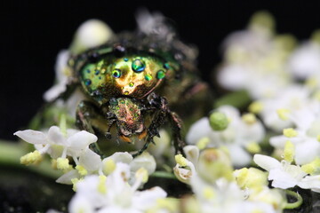 golden beetles feeding on flower pollen Cetonia aurata golden scarab beetle
