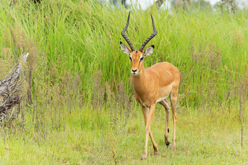 Impala (Aepyceros melampus) hanging around in the green season in the Okavango Delta in Botswana
