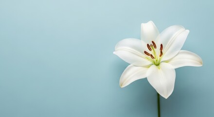 Fototapeta premium Single white lily flower on a light blue background perfect for serenity and peace themed designs