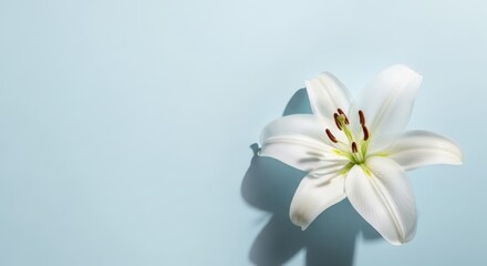 Single white lily flower on a light blue background showcasing elegance and purity perfect for spa and wellness branding