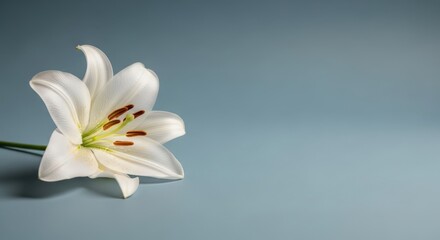 Fototapeta premium Single white lily flower on a blue background showcasing elegance and purity perfect for sympathy cards and funeral