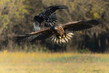 White tailed eagles (Haliaeetus albicilla) flying in the first warm light at a field in the forest...