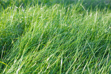 Green grass texture background. Close-up of fresh green grass.