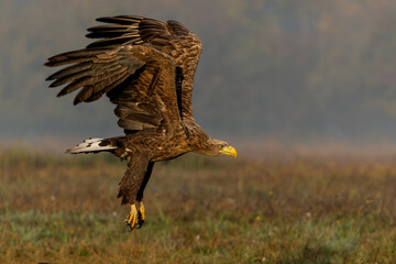 White tailed eagles (Haliaeetus albicilla) flying in the first warm light at a field in the forest...