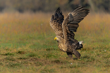 White tailed eagles (Haliaeetus albicilla) flying in the first warm light at a field in the forest...