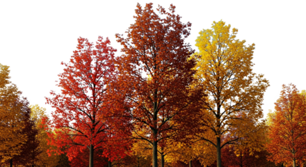 Large Autumn European Ash Tree - Fraxinus Excelsior Isolated Fall Foliage