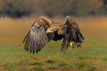 White tailed eagles (Haliaeetus albicilla) flying in the first warm light at a field in the forest of Poland searching for food on a foggy autumn morning.