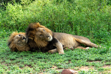 Beautiful brotherhood of lion males. Lion (Panthera leo) males almost ready for hunting in Mkuze...