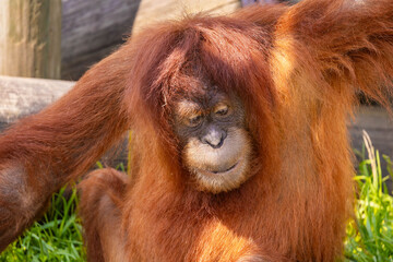 Close-Up Portrait of an Orangutan