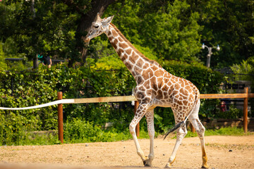 Close-Up of Baby Giraffe at Como Zoo, St. Paul, Minnesota
