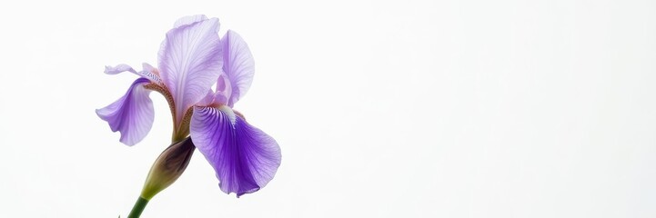 Close-up shot of a single purple flower of a dwarf bearded iris against white backdrop, flower details, small flowers