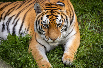 Close-Up Portrait of a Bengal Tiger