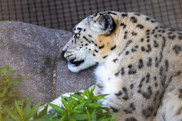 Snow Leopard Portrait Resting close up
