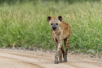 Spotted Hyena (Crocuta crocuta), also known as the laughing hyena, hanging around in Kruger...