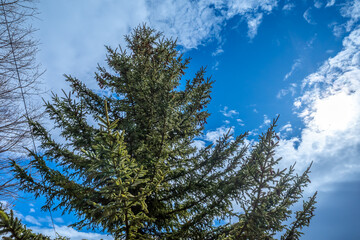 Evergreen pine trees was green despite in late winter season, with leafless trees around under blue...