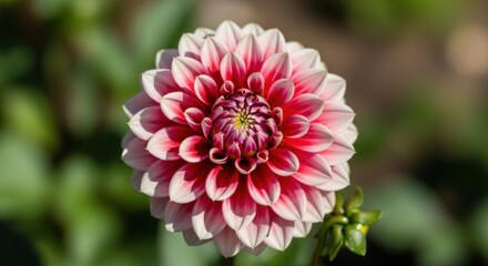 Fototapeta premium Beautiful Pink and White Dahlia Flower in Full Bloom
