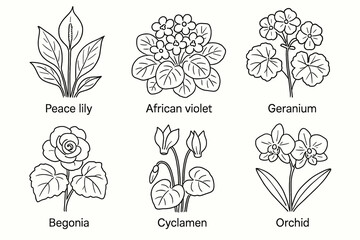 Black and white illustrations of six flower types: peace lily, african violet, geranium, begonia, cyclamen, orchid vector icon isolated illustration