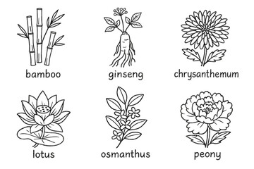 Six asian plants illustration: bamboo, ginseng, chrysanthemum, lotus, osmanthus, peony vector icon isolated illustration