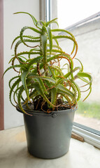Aloe grows in a pot on the windowsill