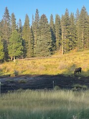 Mountain cow moose and calf