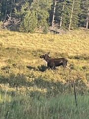 Mountain cow moose and calf