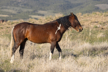 Wild Horse in Springtime in the Utah Desert